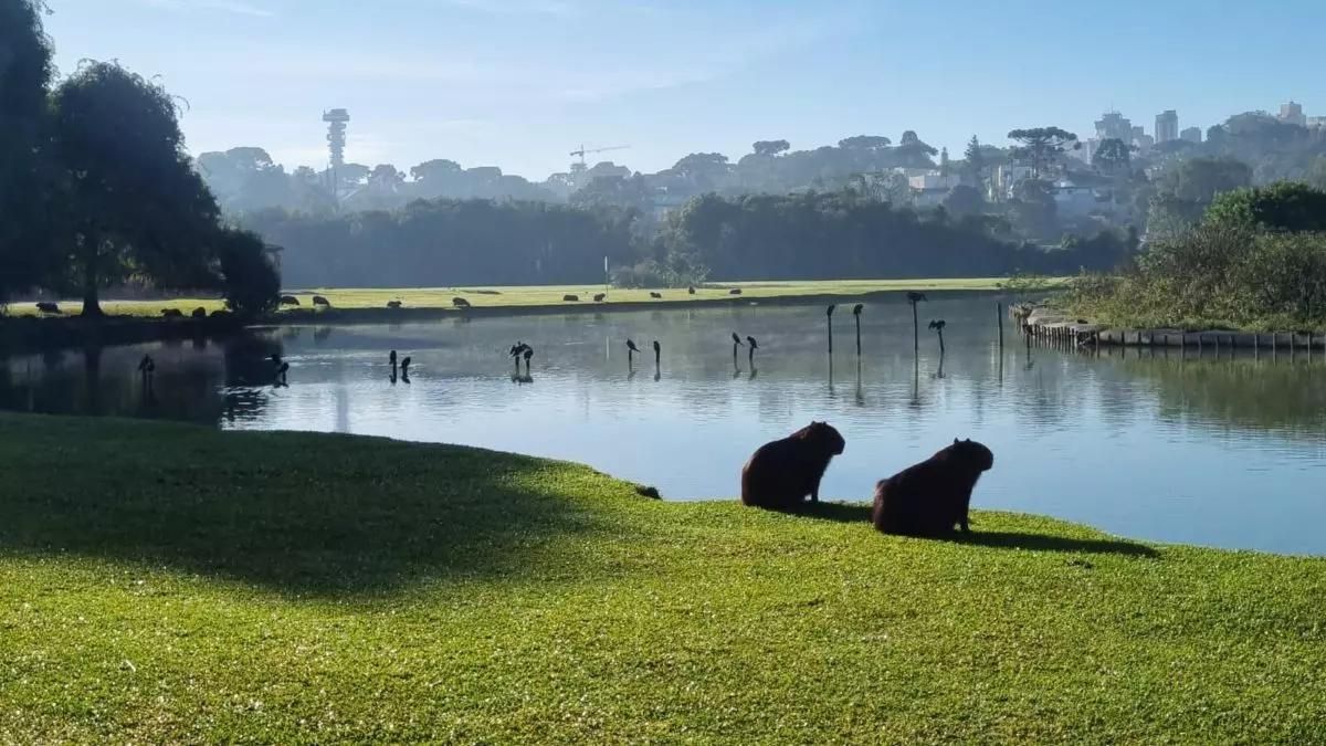 Previsão do tempo para Curitiba amanhã (20/07/2024), segundo o Climatempo