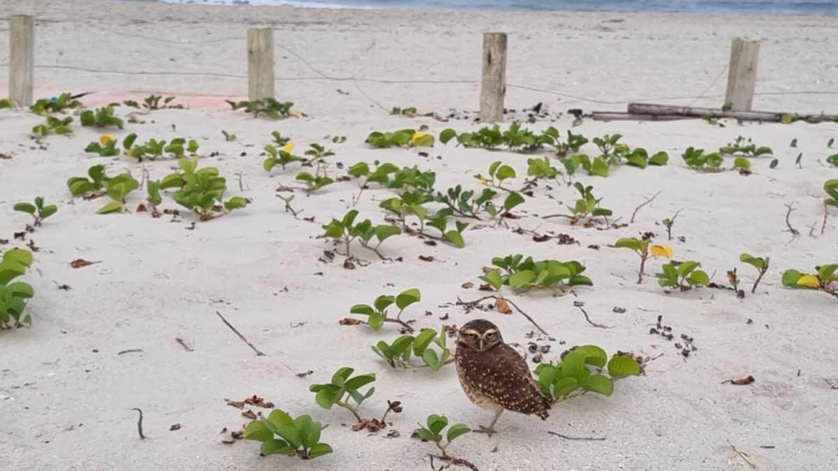 Tocas de corujas em Matinhos confirmam recomposição da fauna