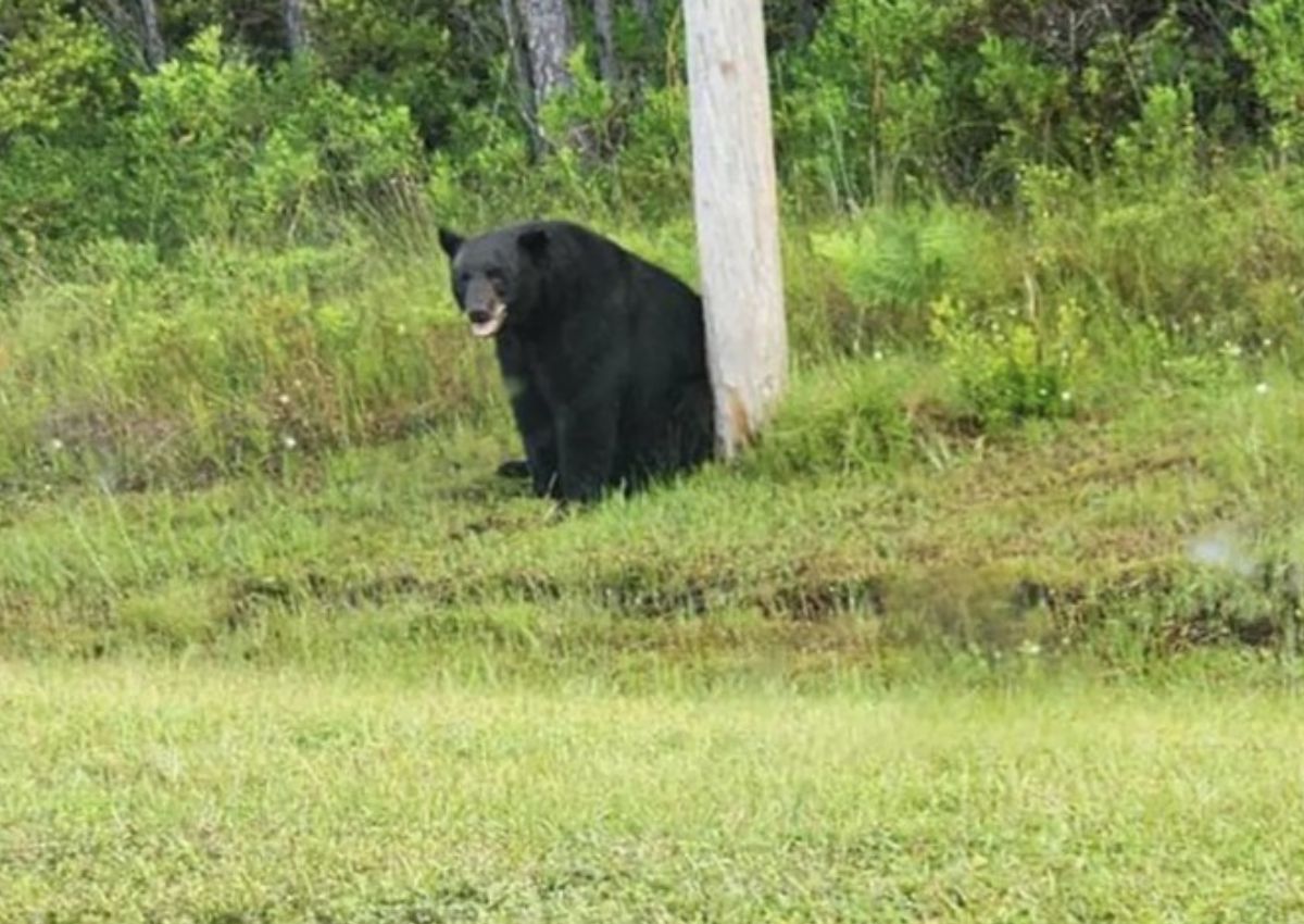 Urso deprimido EUA