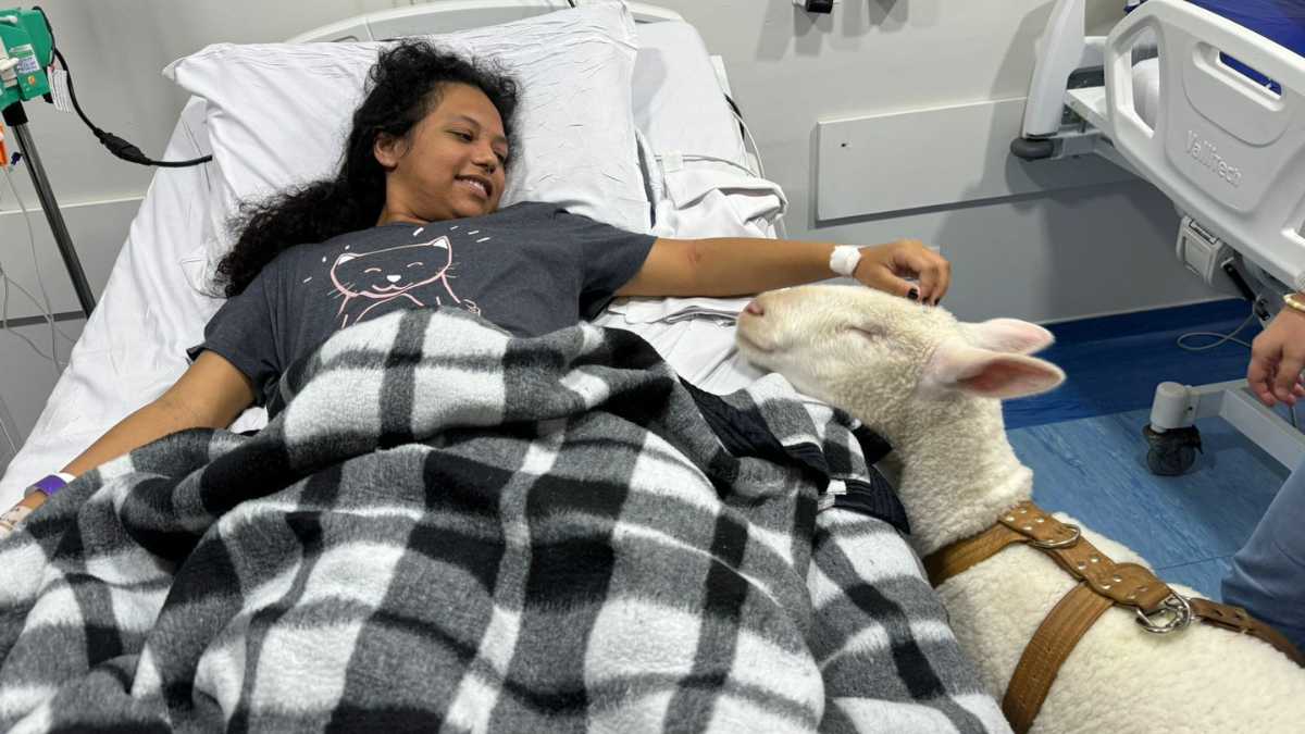 Pacientes de hospital de Curitiba recebem visita de ovelhas em dia especial