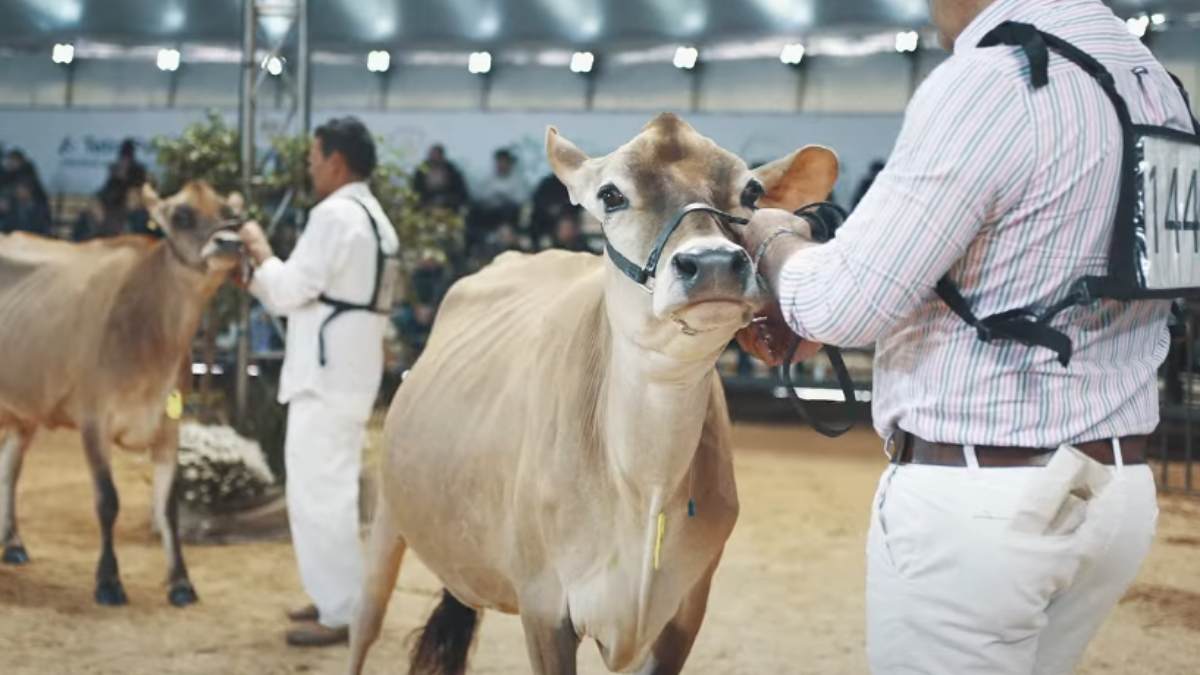 Agroleite: fórum de debates mostra como o Paraná lidera a produção leiteira