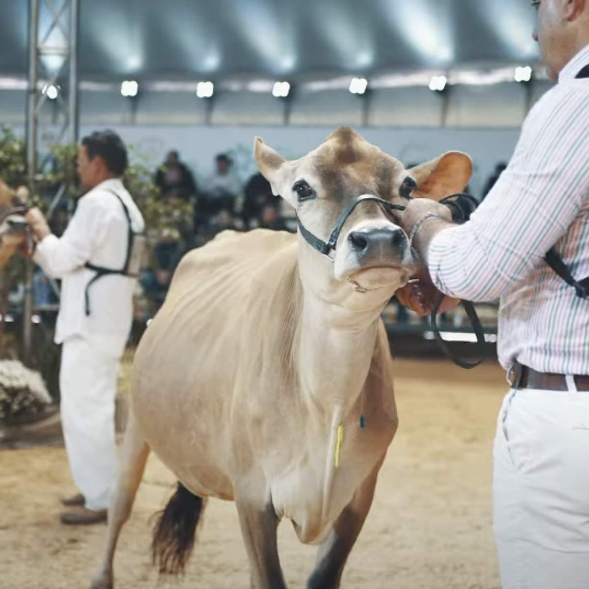 Agroleite: fórum de debates mostra como o Paraná lidera a produção leiteira