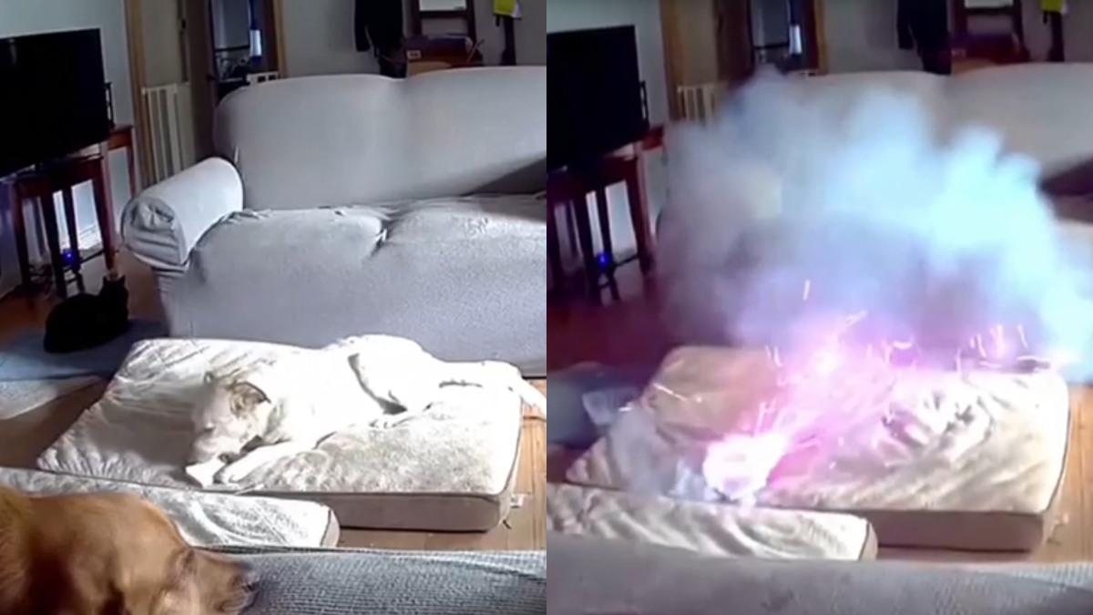 Cachorro mastiga carregador portátil e provoca incêndio em casa; vídeo