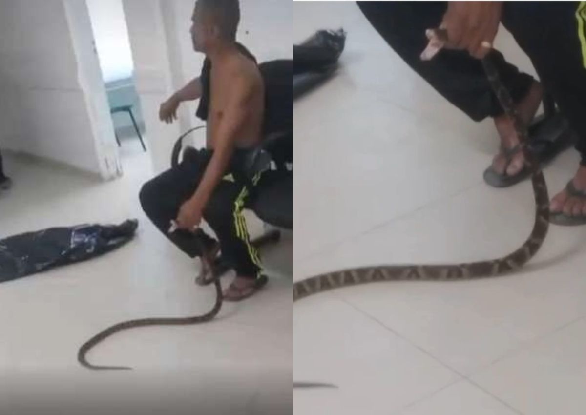 Homem é picado por jararaca e leva cobra ao hospital