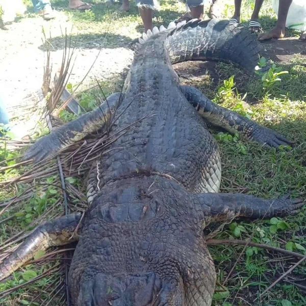 Baleia-jubarte salta e vira barco de pesca em alto mar; vídeo