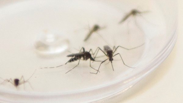 Novos casos de dengue em Curitiba chegam a 702 desde último boletim