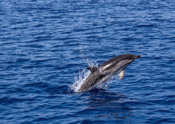 Baleia-jubarte salta e vira barco de pesca em alto mar; vídeo