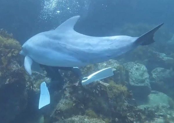 Baleia-jubarte salta e vira barco de pesca em alto mar; vídeo