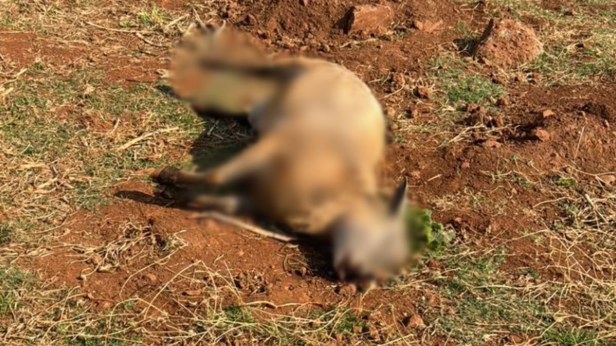 Ovelhas são alvo de ataque de onça no Paraná