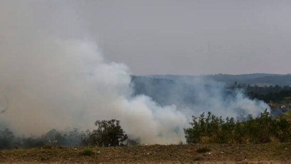 Mata ciliar aumenta no Paraná devido plantio de mudas