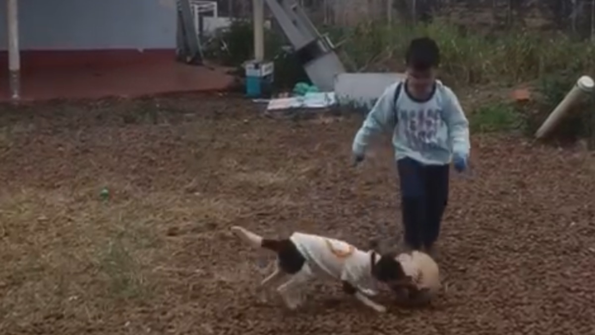 Queda de avião: vídeo mostra menino e cachorrinha juntos horas antes de tragédia