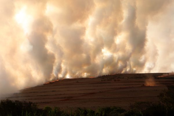 Contaminação por toxina interdita comércio de ostras da baía de Guaratuba