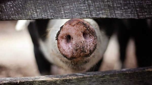 Trabalhador morre soterrado em silo de serragem e causa comoção no Paraná