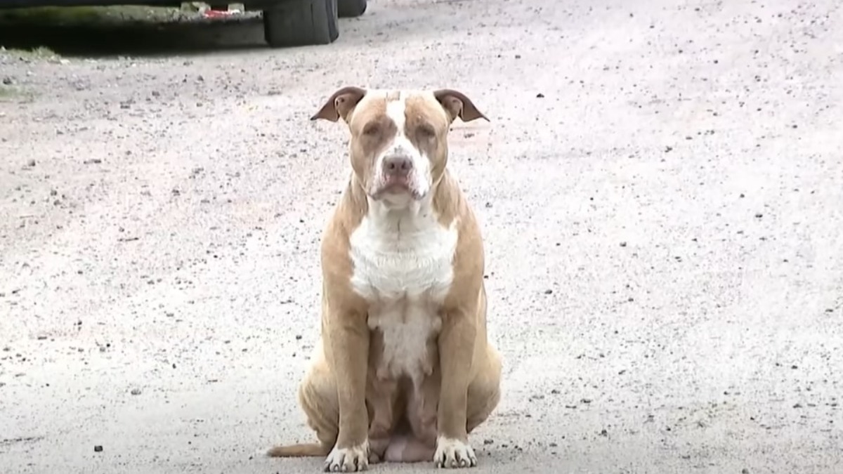 O Balanço Geral desta quarta-feira (11) mostra uma história com final feliz. A cachorra da raça pit bull que assustava e atacava moradores de uma rua em Piraquara, na Região Metropolitana de Curitiba, foi resgatada e tratada, e poderá ser adotada em breve.