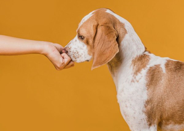 Cachorro destrói quarto da dona