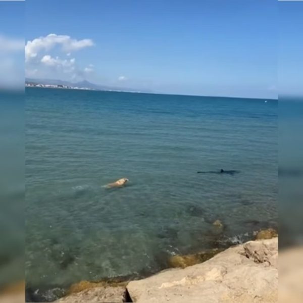 lobo-guará no batalhão da polícia militar