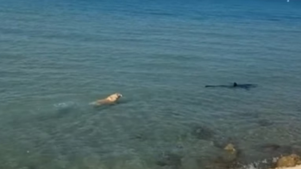 Cachorro pula no mar, persegue e morde tubarão-azul; assista