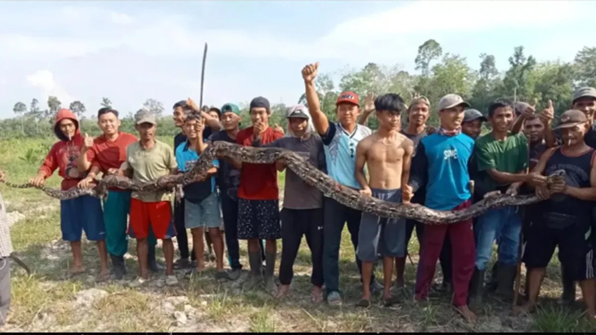 Lavrador encontra corpo de esposa desaparecida sendo engolida por cobra gigante