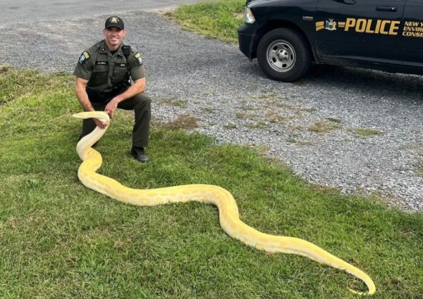 Lavrador encontra corpo de esposa desaparecida sendo engolido por cobra gigante