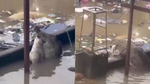 Aranha costuma se enconder em lugares escuros