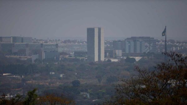 replantio ipês em local que árvores foram cortadas por publicitários em Curitiba