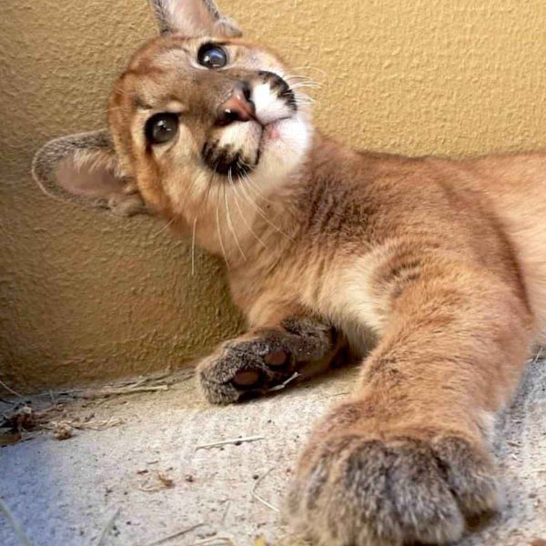 Gato-do-mato-pequeno resgatado é devolvido à natureza; veja o vídeo