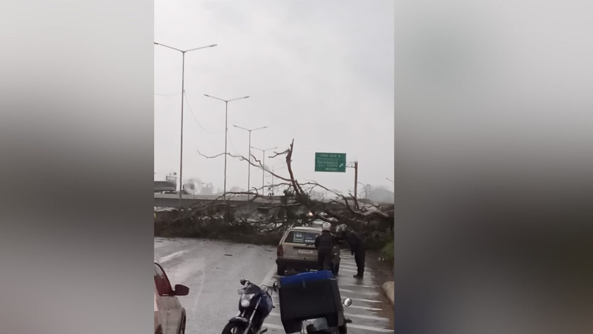 Queda de árvore bloqueia BR-376 durante tempestade; veja ao vídeo