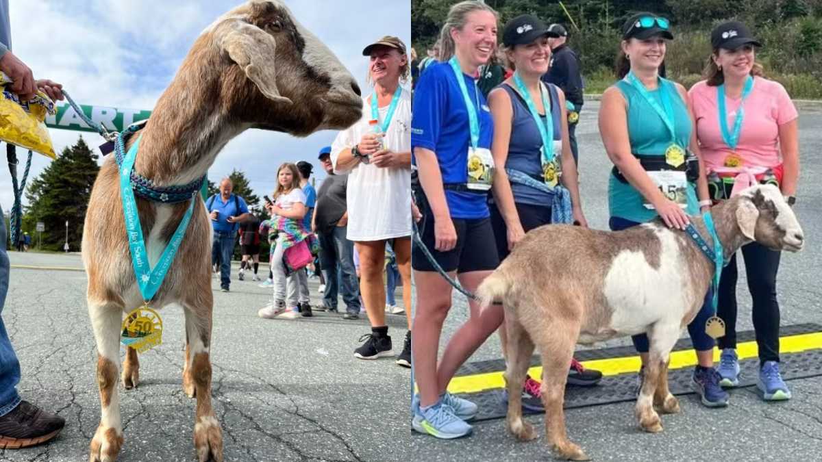 Bode escapa de sítio, participa de meia-maratona com corredores e ganha medalha