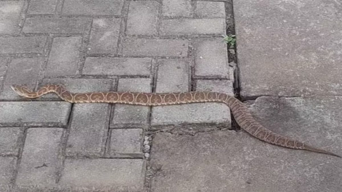 Cobra é capturada em área de votação durante o domingo de eleições municipais
