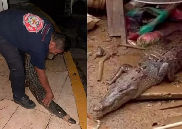 O lobo-guara recebu transfusão de um cachorro