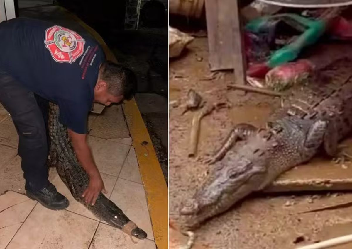 Cocodrilos huyen de sus santuarios tras el paso del huracán por Acapulco, México