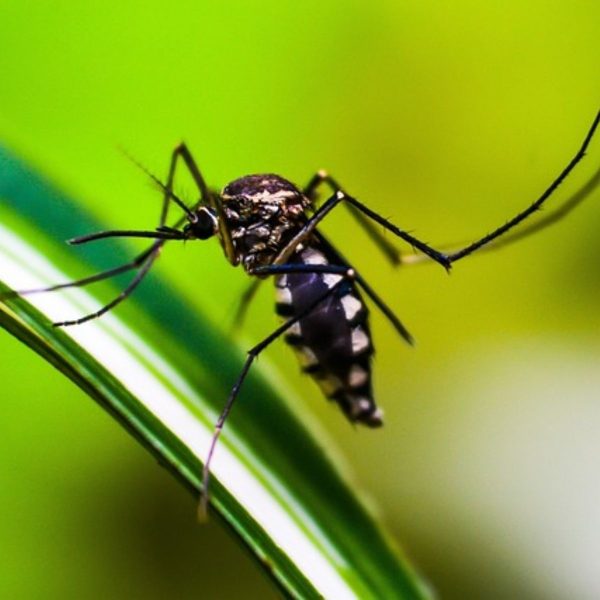 Casos de zika não foram confirmados