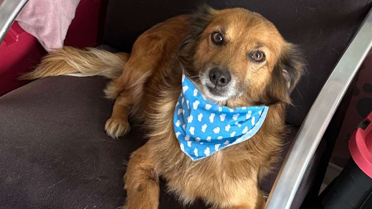 Feira de adoção de cães resgatados do RS acontece neste domingo (27) em Curitiba