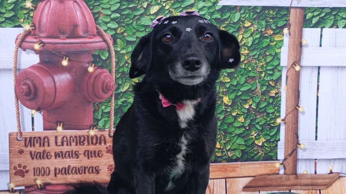 Feira de adoção de cães resgatados do RS acontece neste domingo (27) em Curitiba