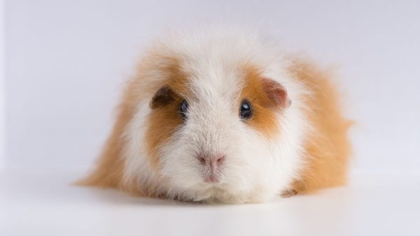 Criança invadiu fazendinha de hospital veterinário um dia após inauguração