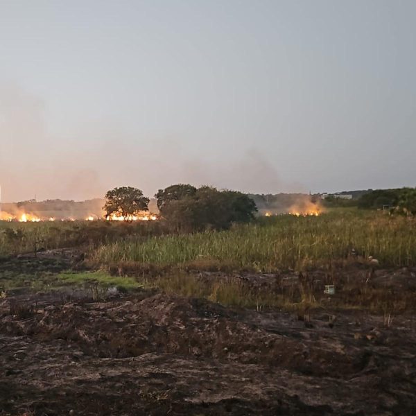 Uma operação da Polícia Rodoviária Federal (PRF) frustrou uma tentativa de saque a veículos na BR-277, em Nova Laranjeiras, na região central do Paraná, na noite de sábado (28). De acordo com a PRF, um grupo de indígenas cortou duas árvores para bloquear o tráfego na rodovia. Em seguida, esse mesmo grupo teria derrubado uma carga de farelo de soja de um caminhão sobre a pista, para impedir definitivamente a passagem dos veículos.