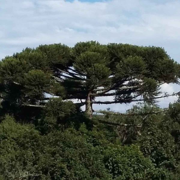 Tromba d'água em Florianópolis