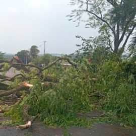 tAs fortes chuvas registradas na Região Oeste do Paraná causaram danos e provocaram o bloqueio de duas rodovias no início da tarde desta quinta-feira (24). A tempestade, acompanhada por fortes ventos, derrubou postes e árvores em diversas cidades da região.