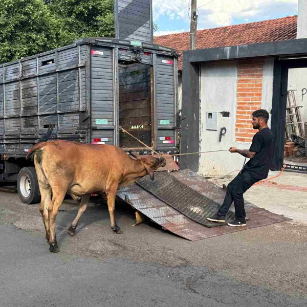 cachorro-resgatado-cair-buraco-terreno