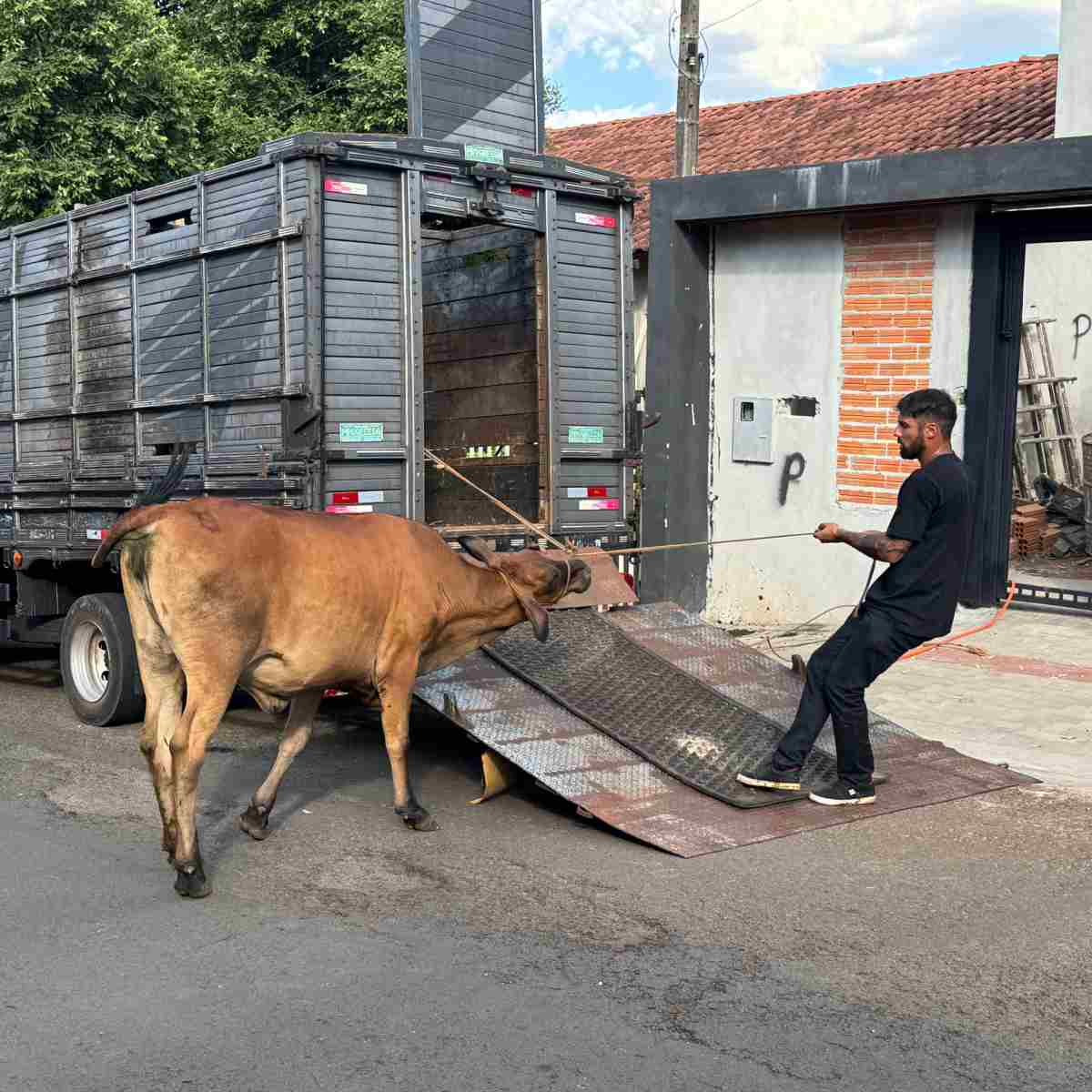 Vaca invade casa