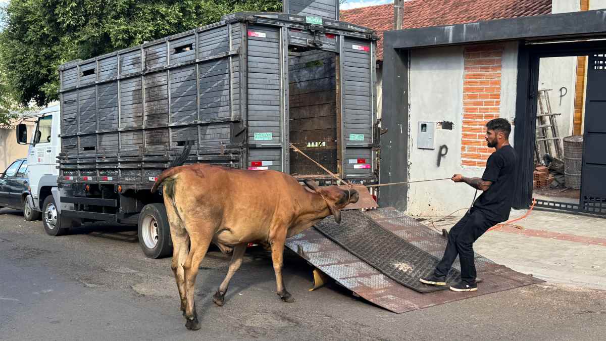 Vaca invade casa