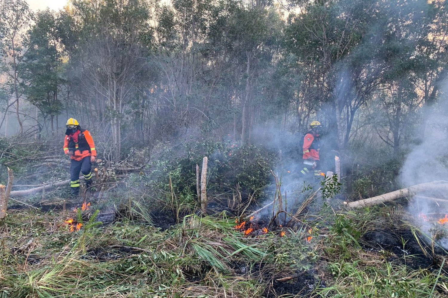 Aumento nos incêndios florestais no Paraná é destaque no RIC Notícias Noite