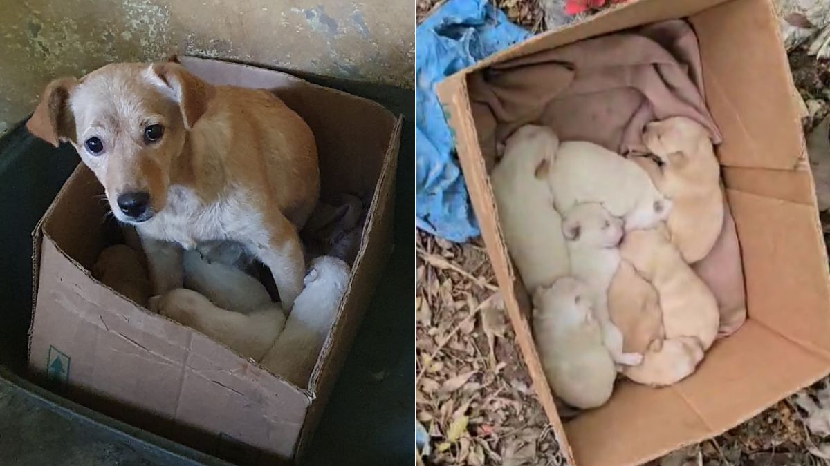 Homem é flagrado abandonando dez cães na rua da Grande Curitiba; veja ao vídeo