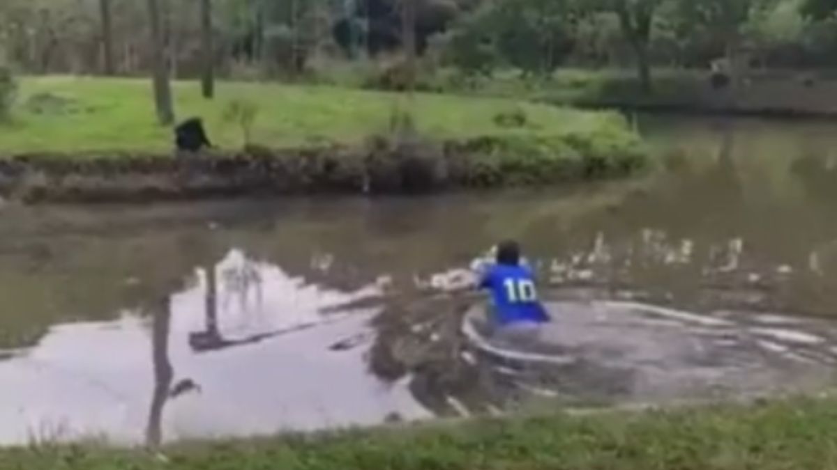 Homem invade jaula de macacos e hipopótamos em Zoológico de Curitiba; veja ao vídeo