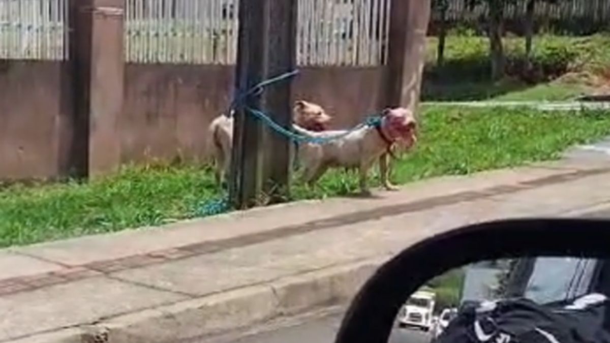 Pitbulls causam medo em moradores de Ponta Grossa