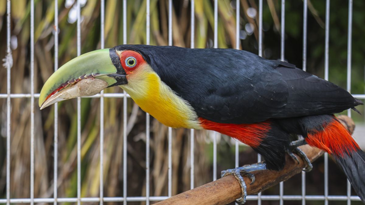 O animal foi levado em outubro para o centro