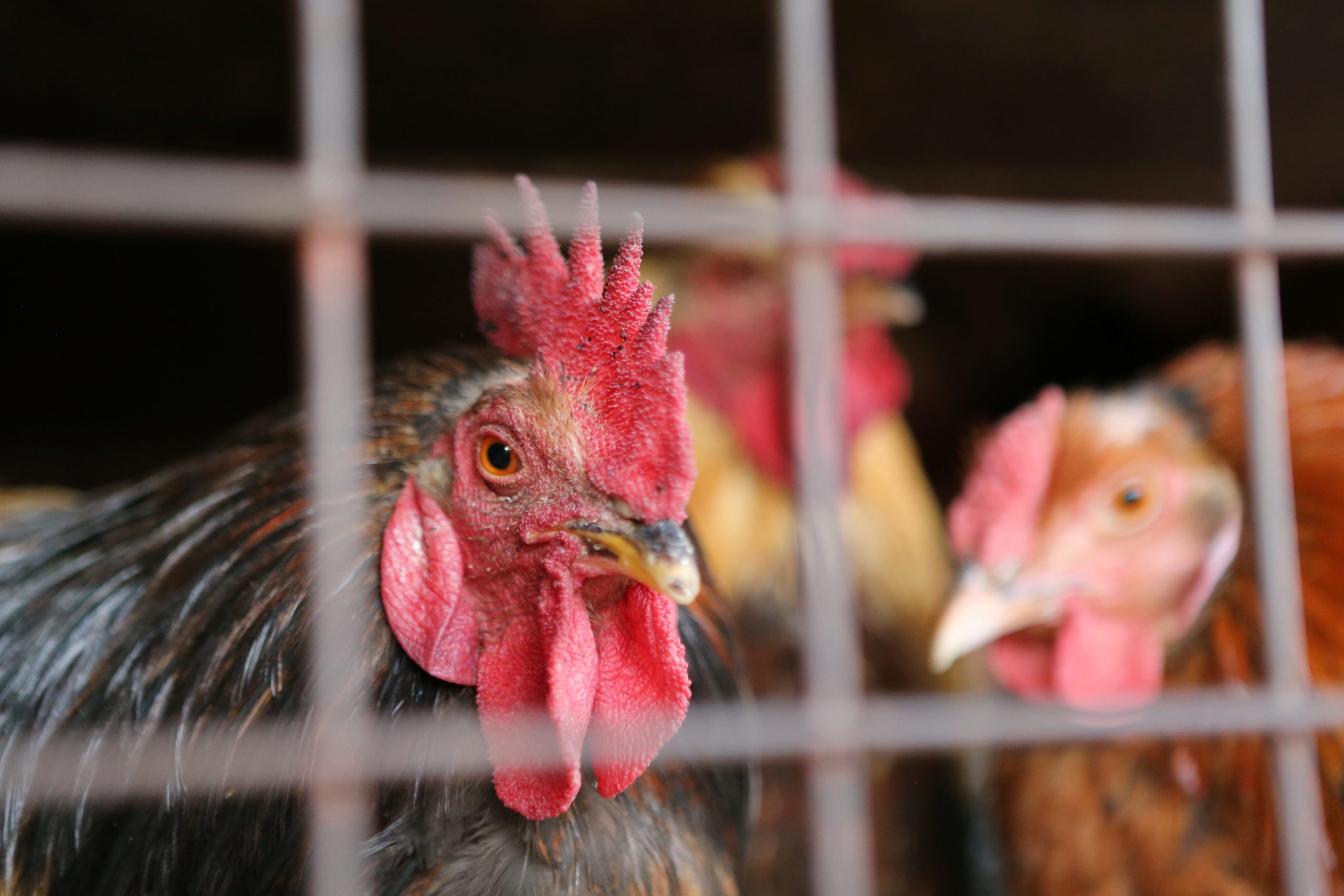  Saiba porquê o Japão vai abater 10 milhões de frangos 